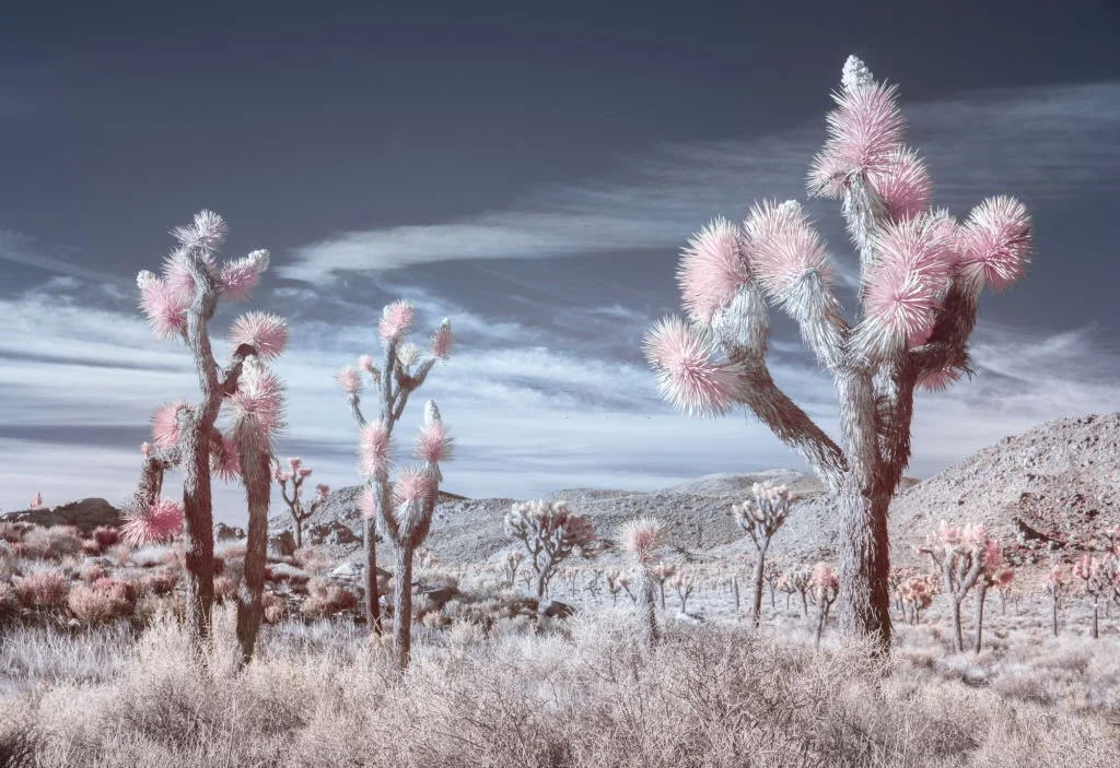 How to set White Balance for Infrared Photography