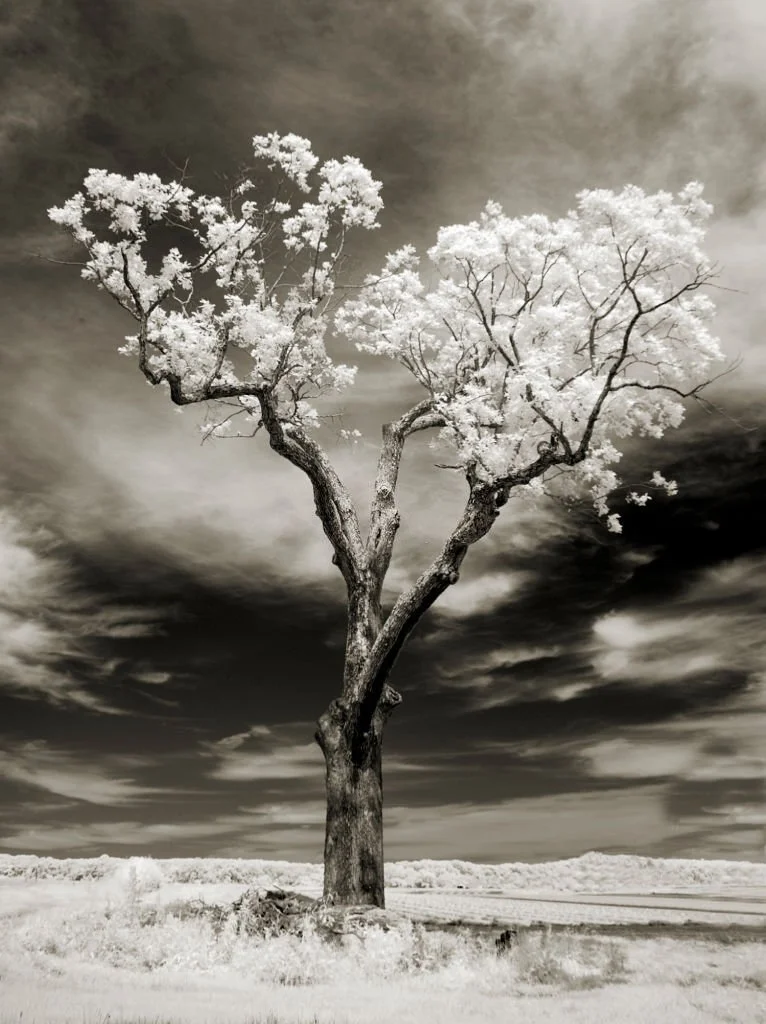Black and White Infrared Photography