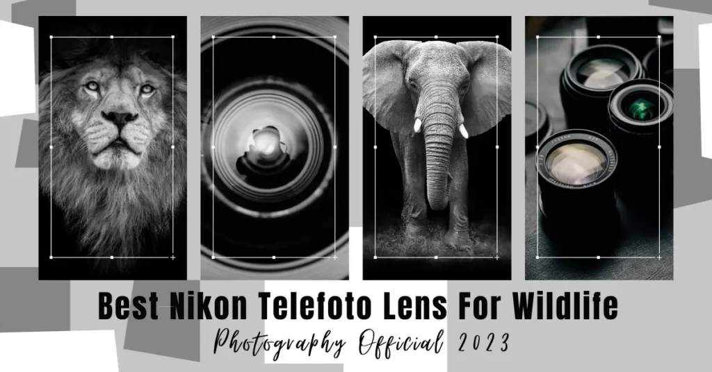 Best Nikon Telephoto Lens for Wildlife