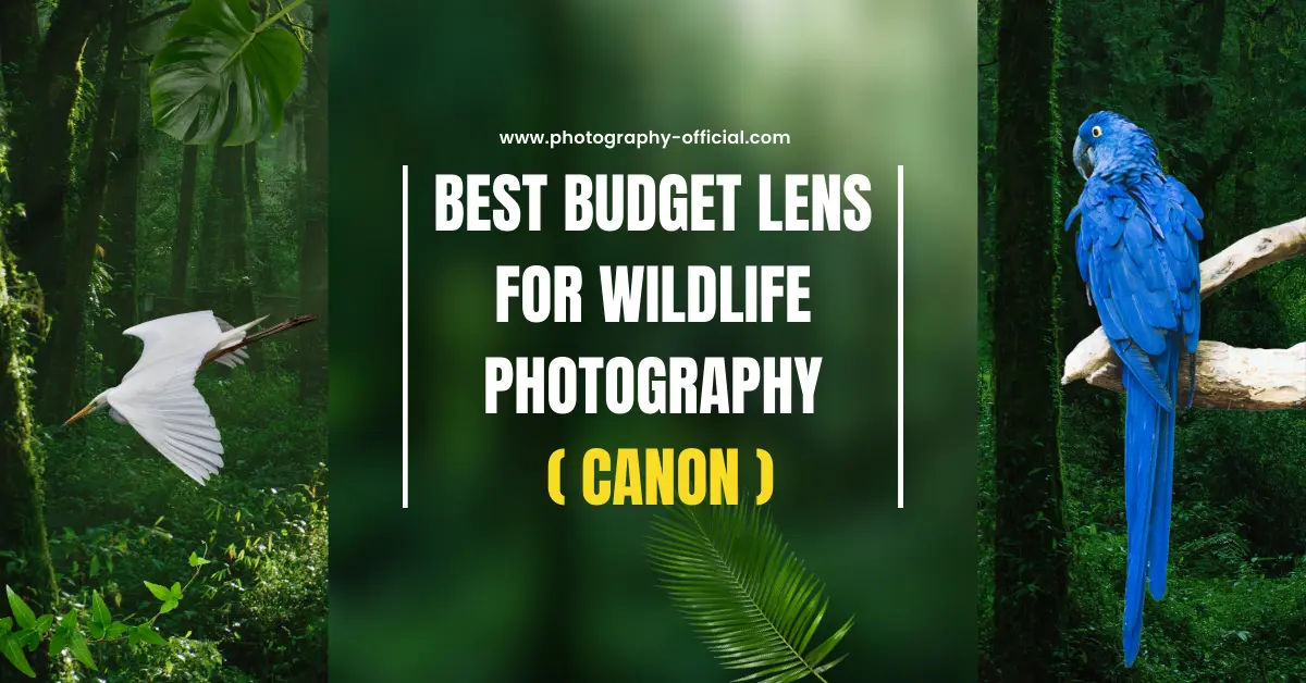 Best Budget Lens for Wildlife Photography CANON